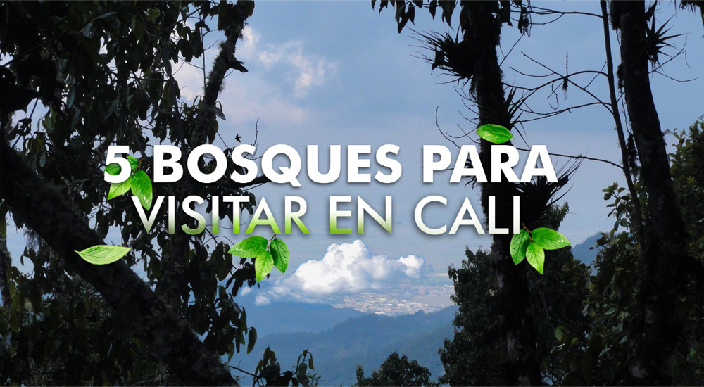 5 bosques para visitar en Cali